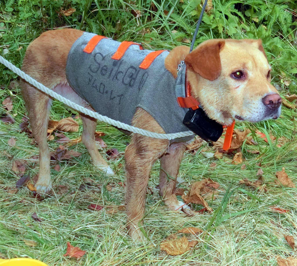 猟犬用ドッグマーカーのご紹介//狩猟用品のことならワイヤレス
